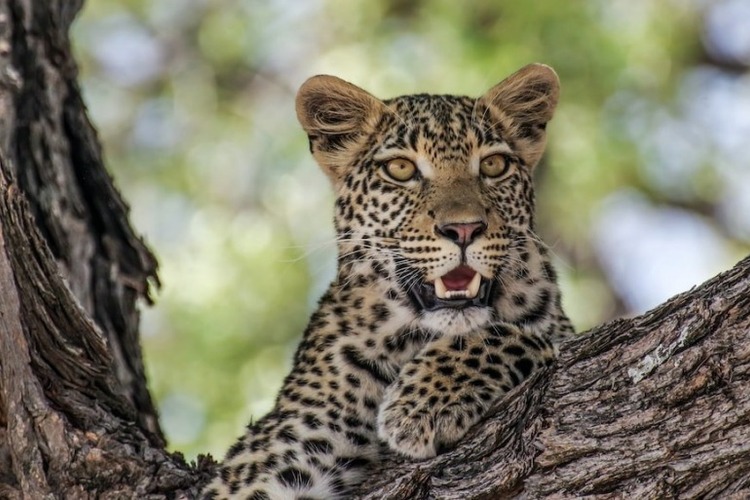 14 Days Uganda Safari