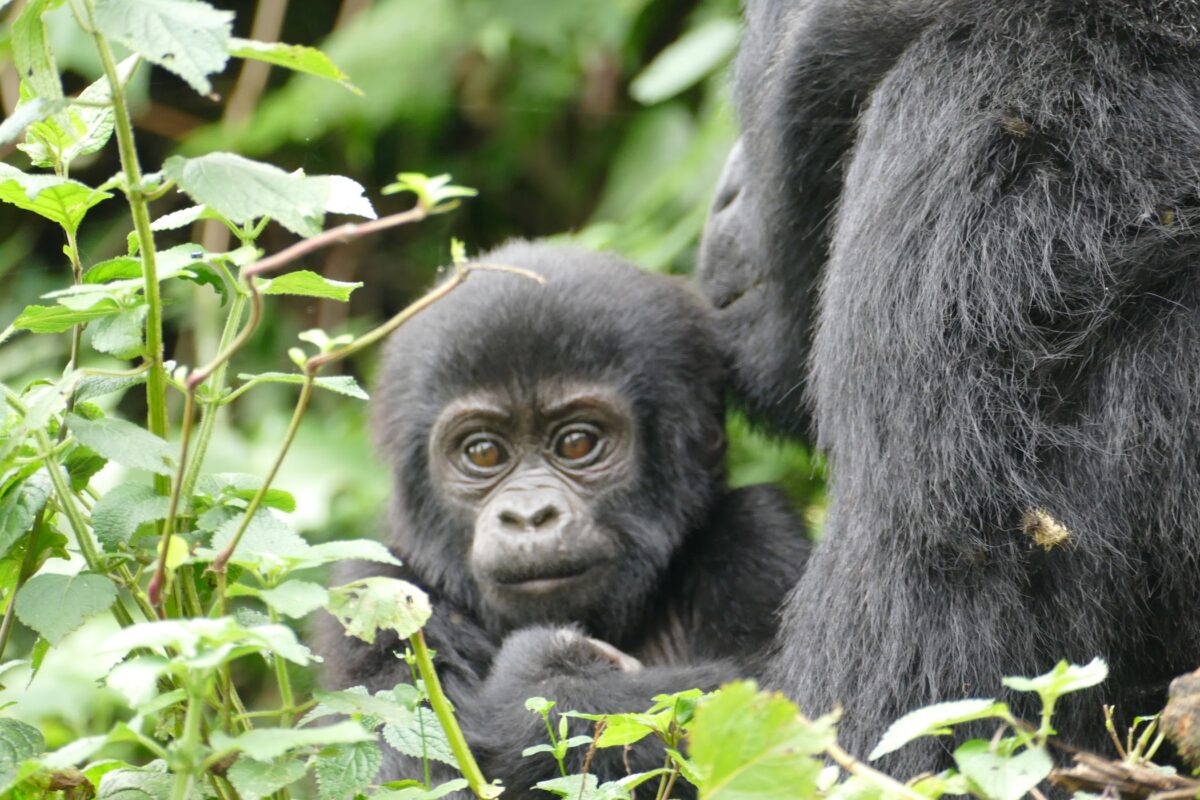 3 Day Mgahinga gorilla trekking safari