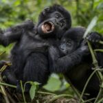 Gorilla trekking tours in Uganda