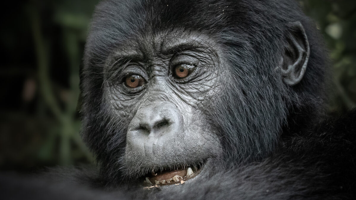 Combined Gorilla and Wildlife Safari