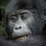 Combined Gorilla and Wildlife Safari