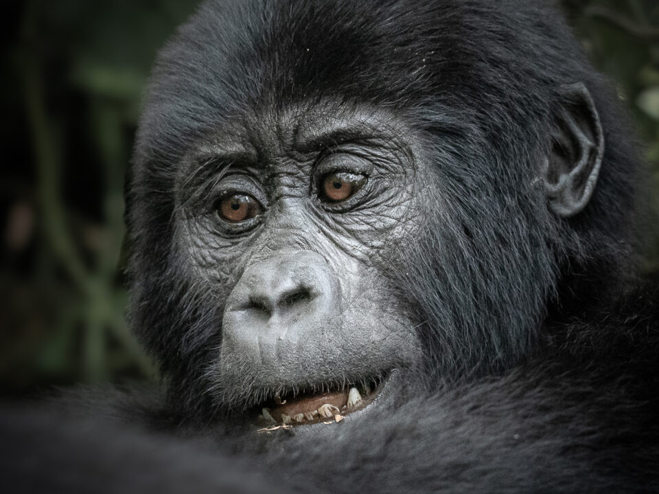 Combined Gorilla and Wildlife Safari